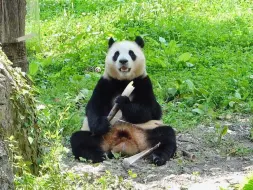 Скачать видео: ［福宝］在四叶草花地上的福精灵，ee该用什么样的词语才能表达出你的美！（hey站姐）