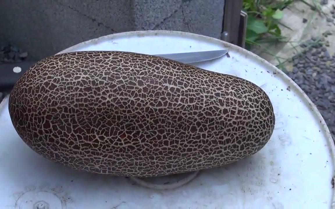 原产印度的锡金黄瓜