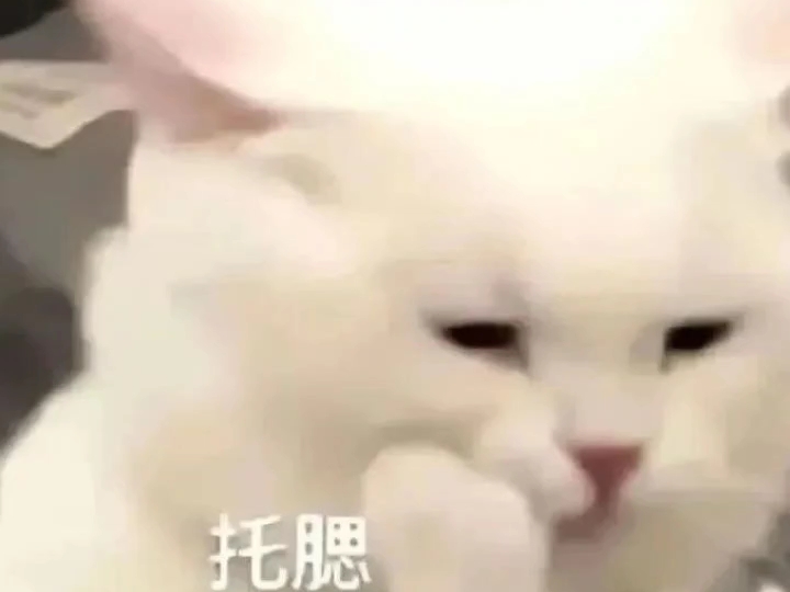 猫咪也爱自拍吗?哔哩哔哩bilibili