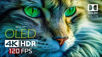 Download Video: 4K -最佳 OLED 杜比视界 I屏幕测试，极致画质|杜比视界|电视屏幕测试|手机屏幕测试 4k HDR 60 fps