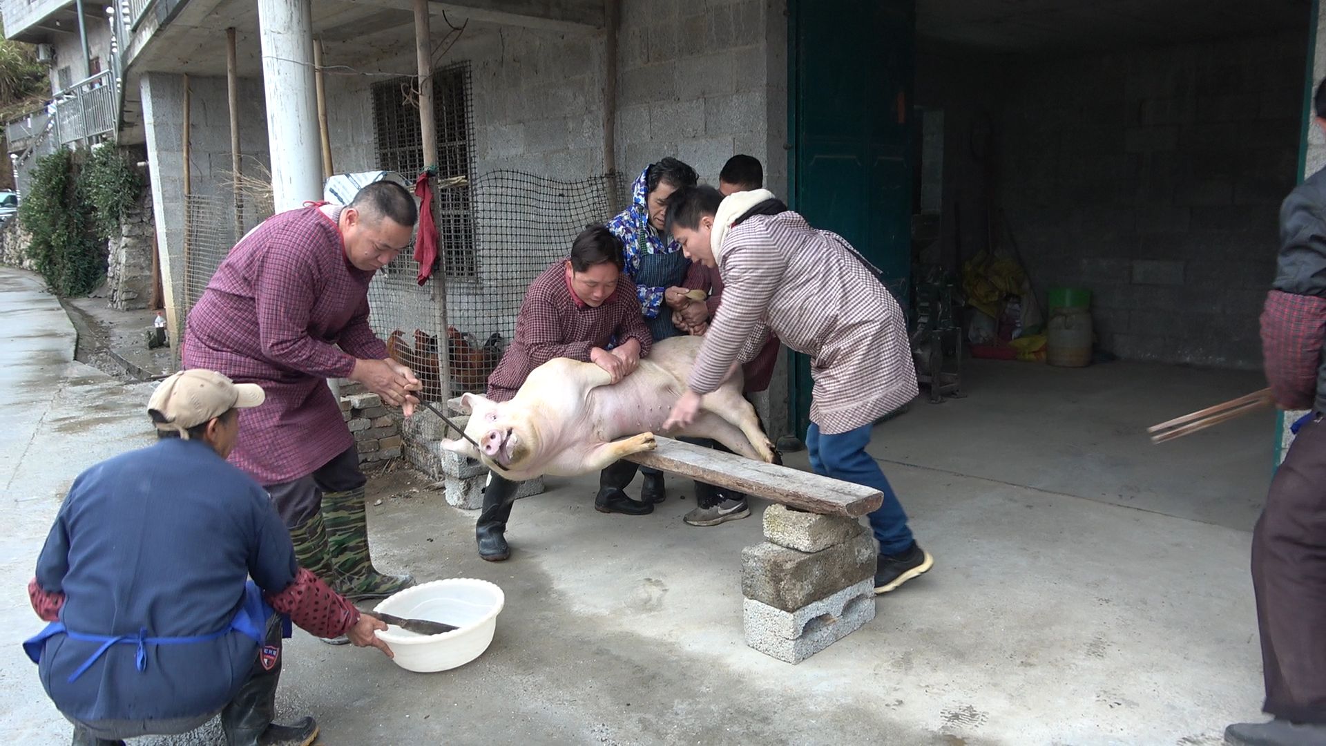 [图]乡村杀年猪，几个壮汉按住一头猪，农村年味热闹了