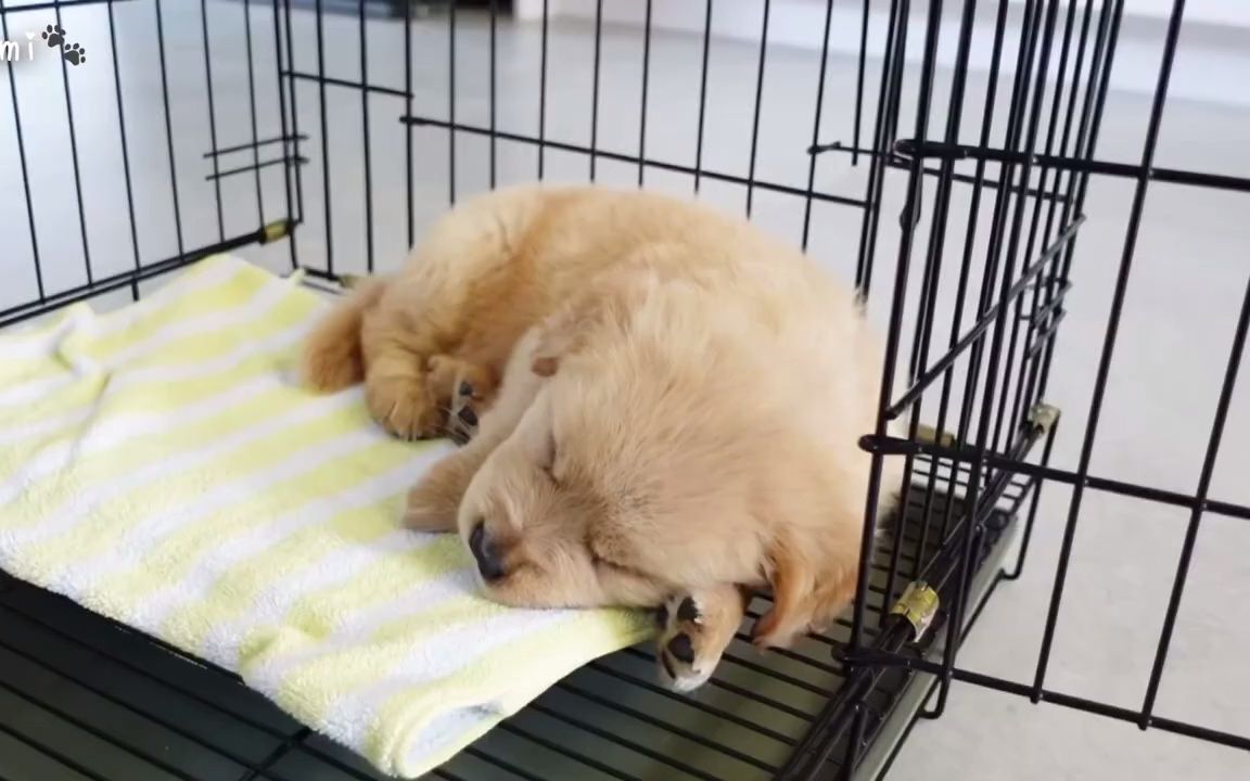 [图]黃金獵犬Domi _ 籠內訓練，自己回籠子睡覺💤