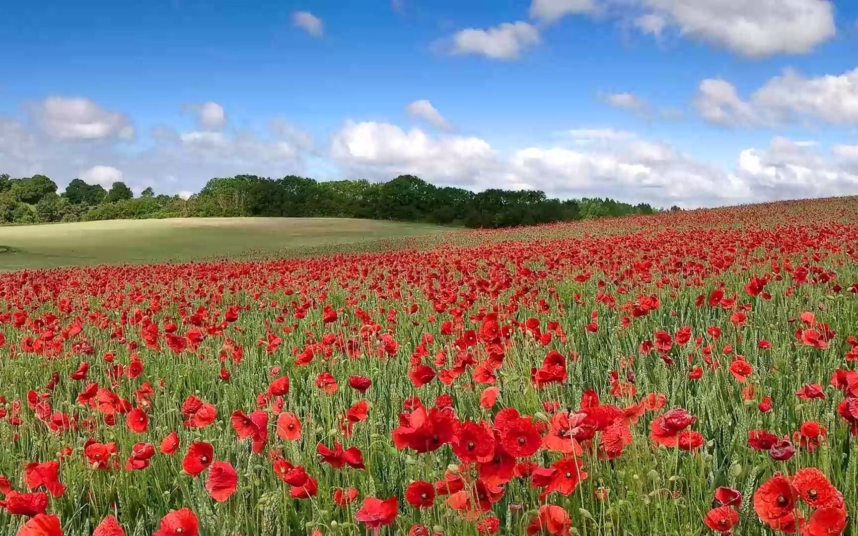 趣玩巧思系列~小f积木 i阶段-1