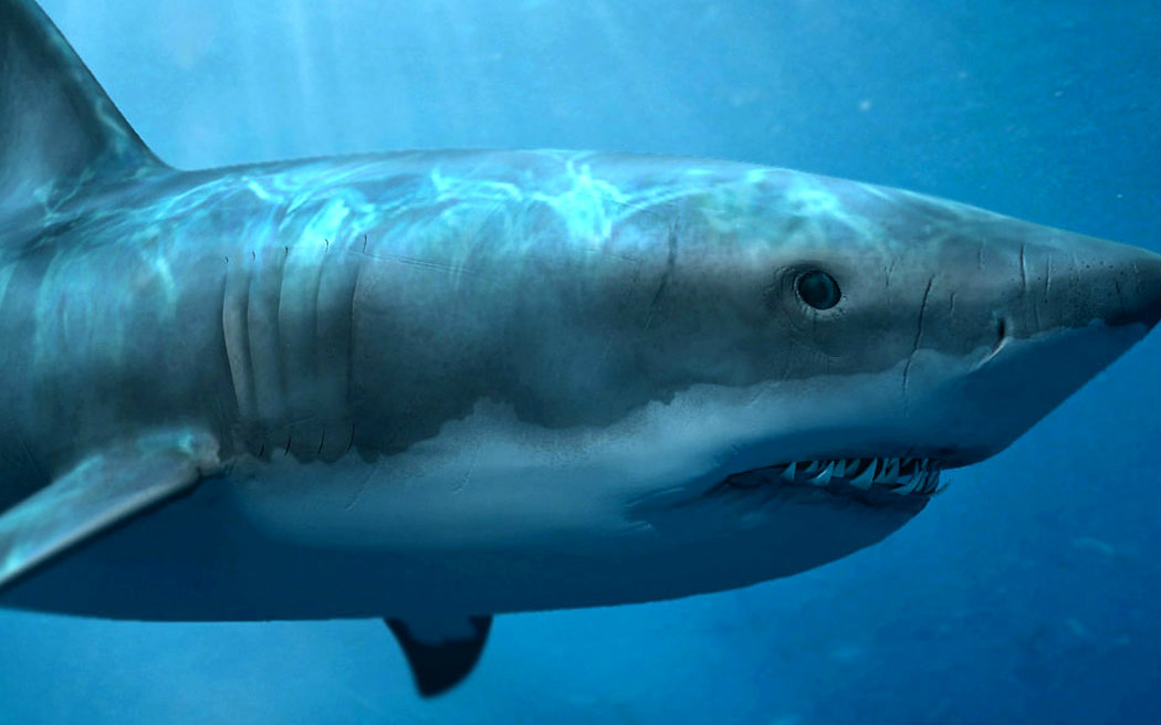 深海惊魂大白鲨皮肤图片