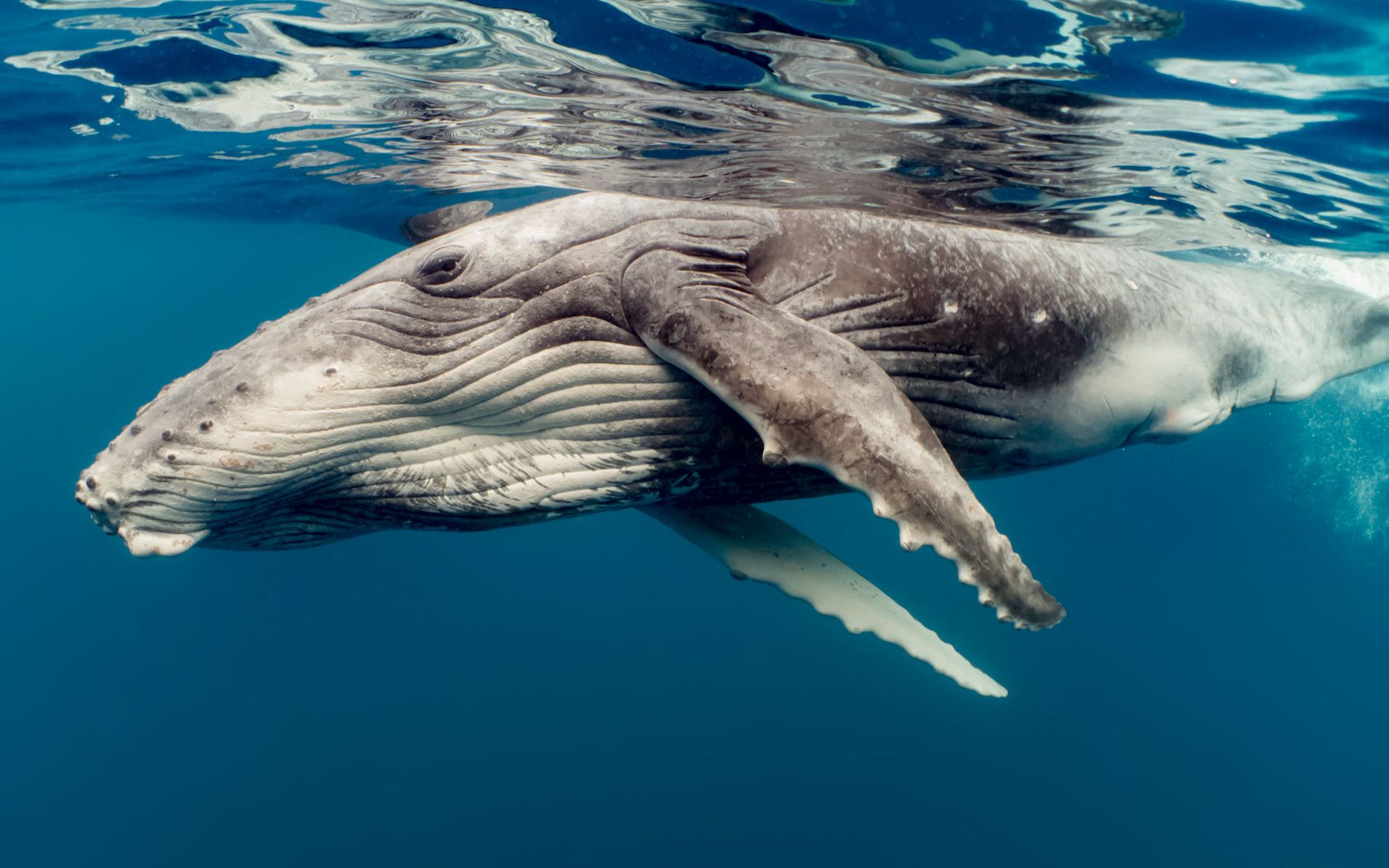 鲸鱼被绳子勒住奄奄一息,救援小哥细心救助