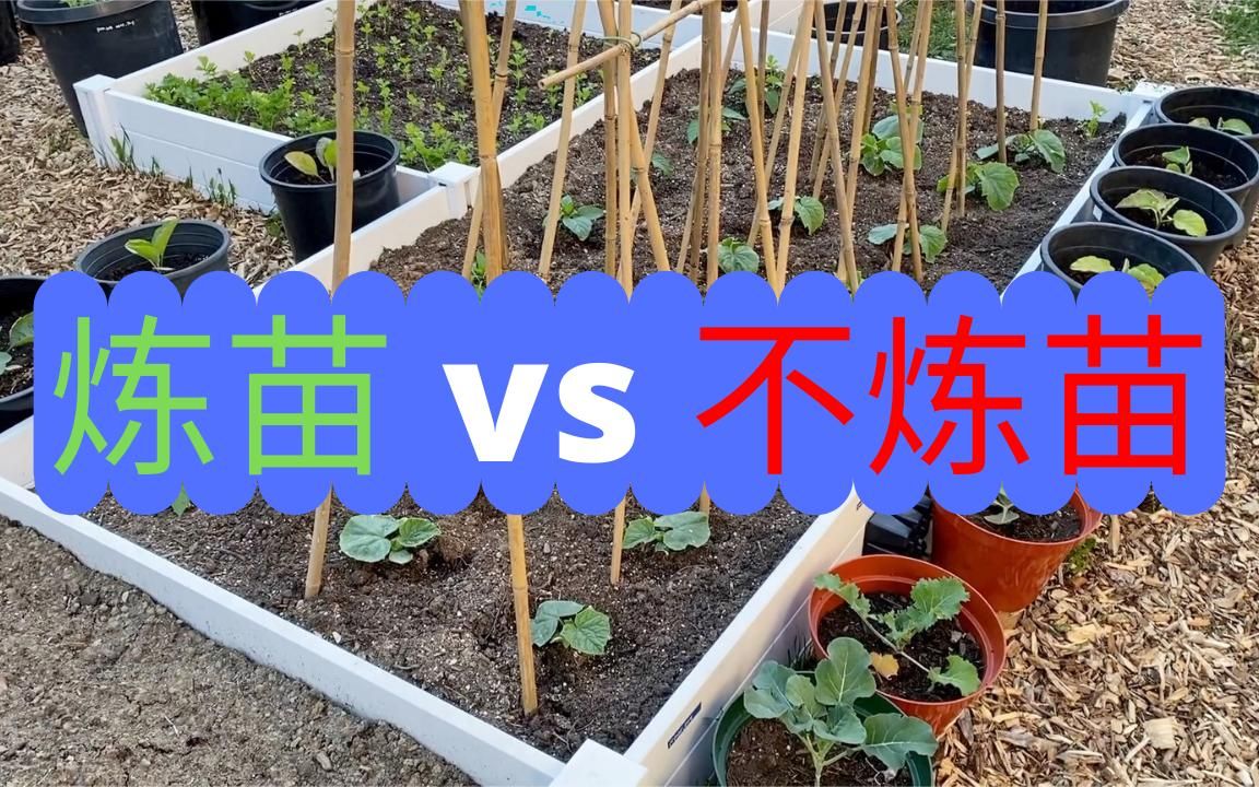 黄瓜炼苗 VS. 不炼苗,看看太阳紫外线对黄瓜苗的伤害有多大!哔哩哔哩bilibili