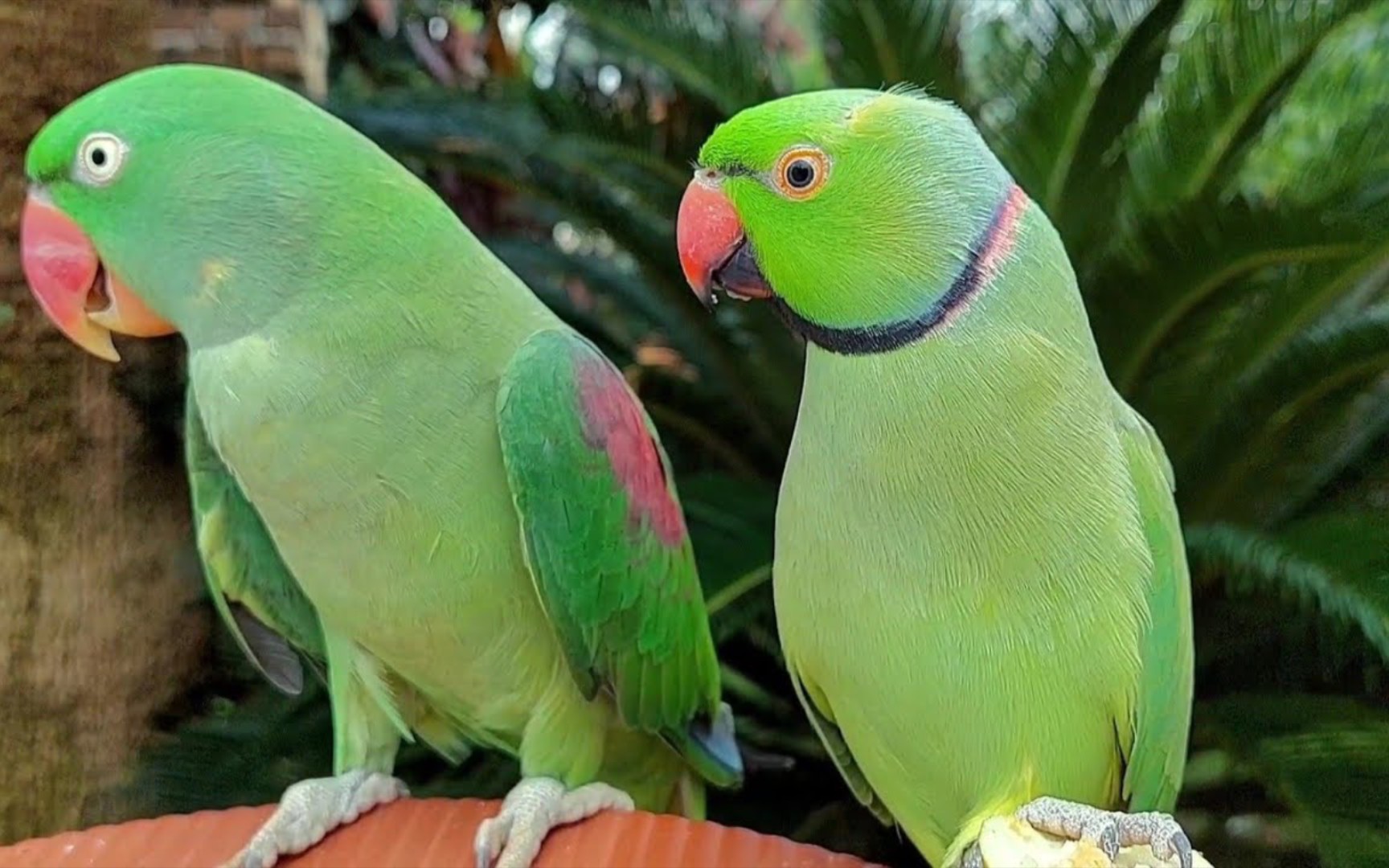 asmr/可爱的月轮鹦鹉自然声音 - parrot paradise