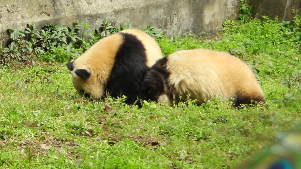 猪熊打架视频,莽星星莽辰辰小熊