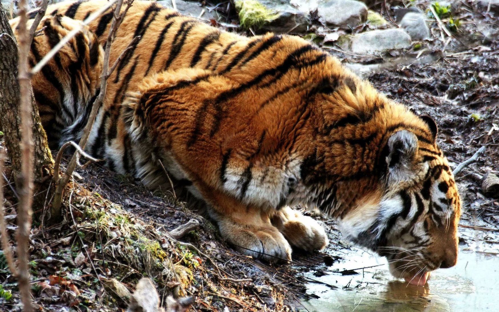 央视纪录:让东北虎重返山林