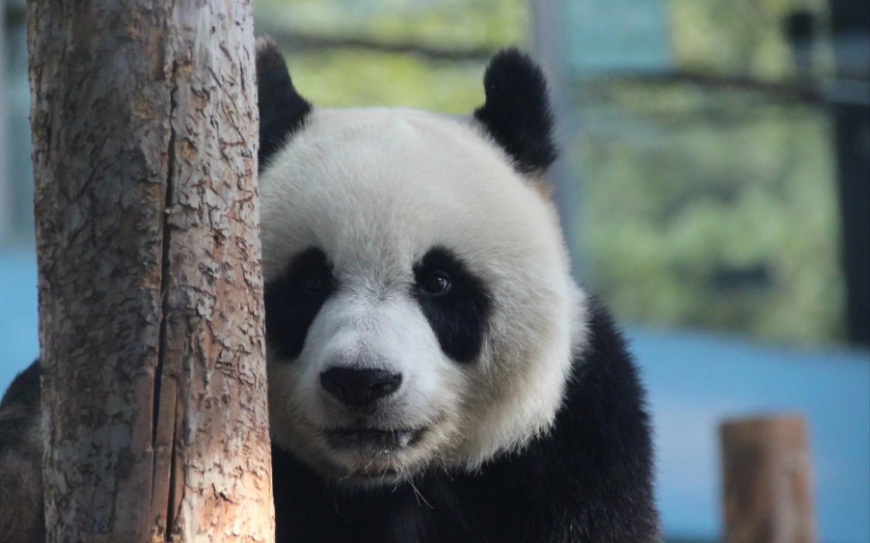 大熊猫妙音 躁动着需要饼饼来安慰