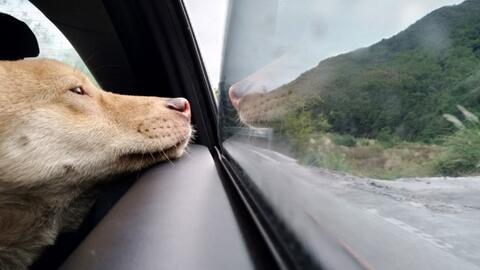 宠物实验之狗狗体力vs人类体力 出乎意料的实验结果 哔哩哔哩 Bilibili