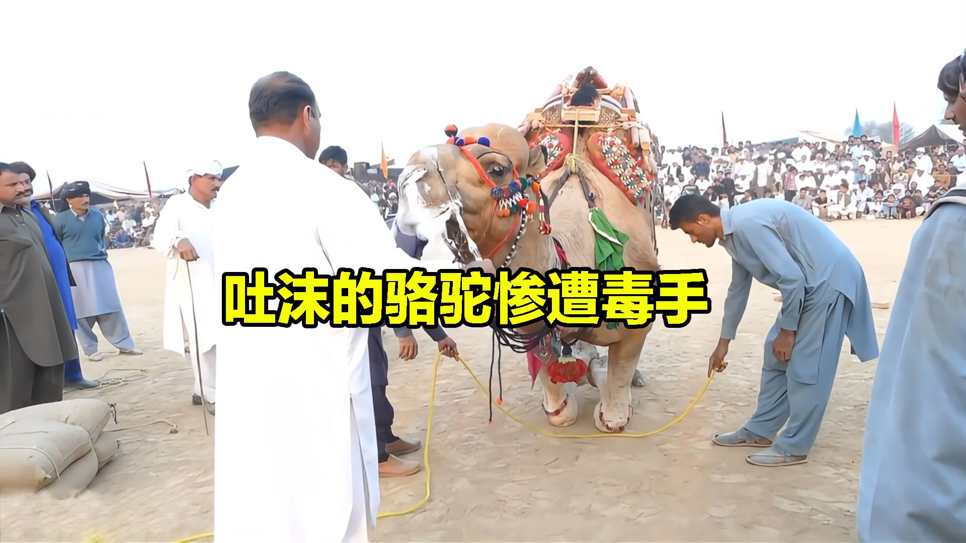 骆驼负重至口吐白沫,但仍被人类增重,命运堪忧.