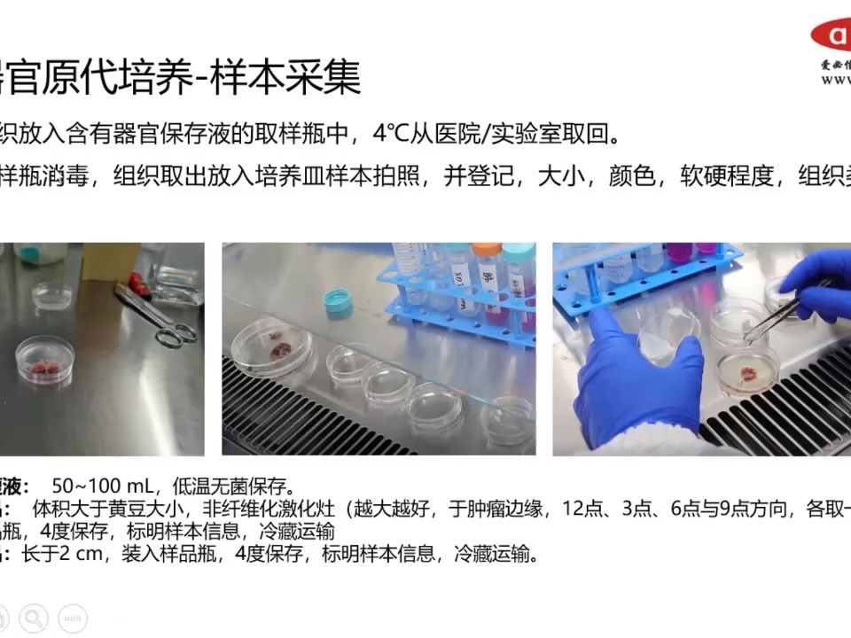 类器官原代培养操作流程[爱必信absin]哔哩哔哩bilibili