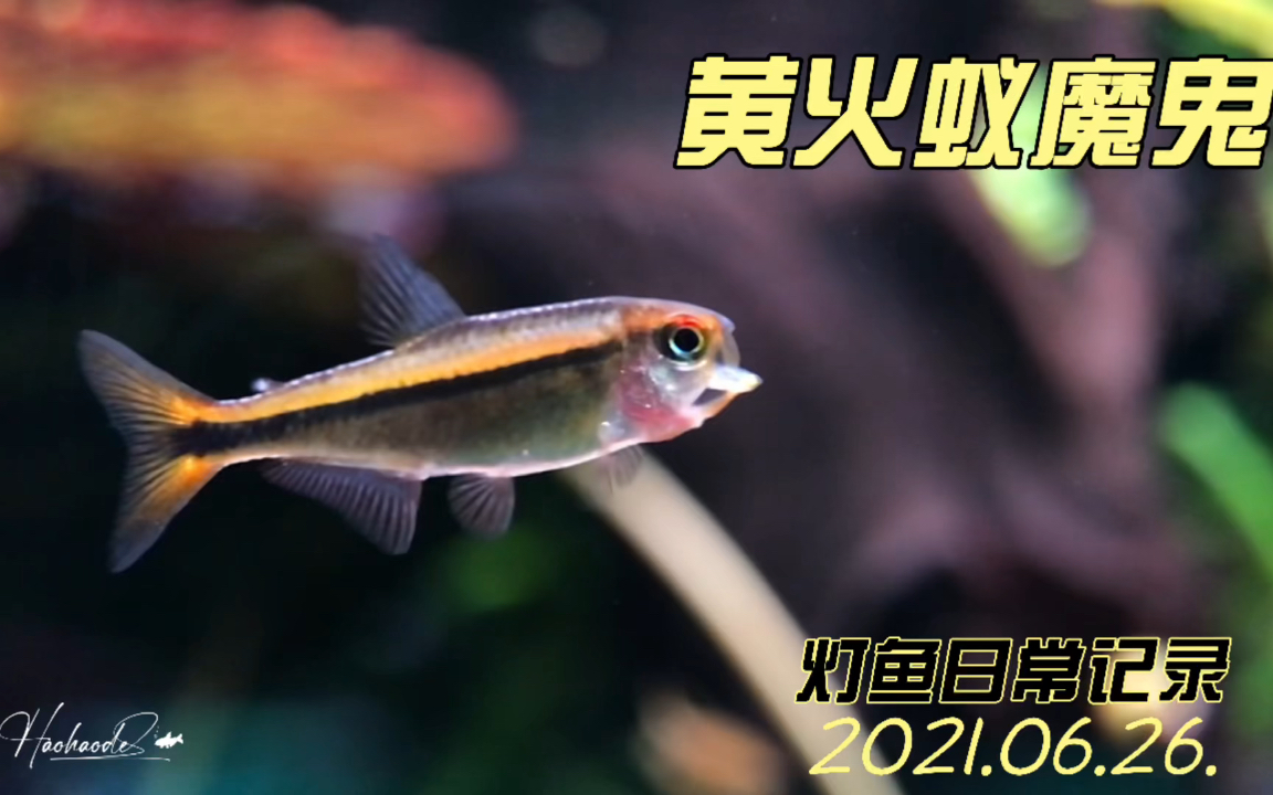 黄火蚁魔鬼 [灯鱼日常记录]