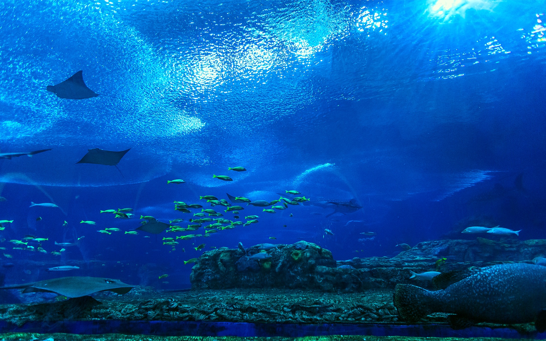 4kmi10ultra拍摄海底世界