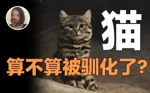 Download Video: 【心有猛虎】猫算不算被人类驯化了?凶残至极为何能成为宠物!