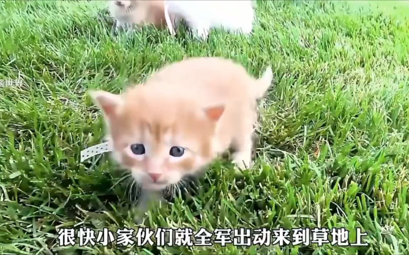 小哥公园遇流浪猫,却没将它们带回家哔哩哔哩bilibili