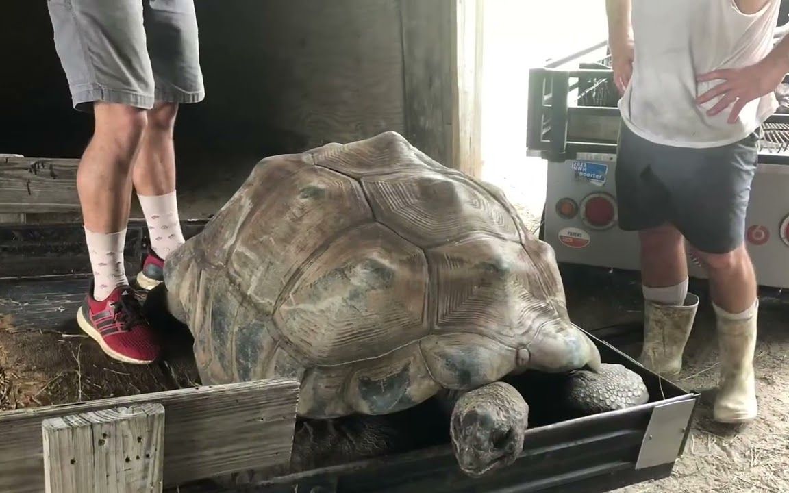 [图]今日又是搬运大龟龟累死累活的一天 | Aldabra giant tortoise | 2022.9.24