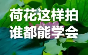 Download Video: 这样拍荷花，一定很出片？