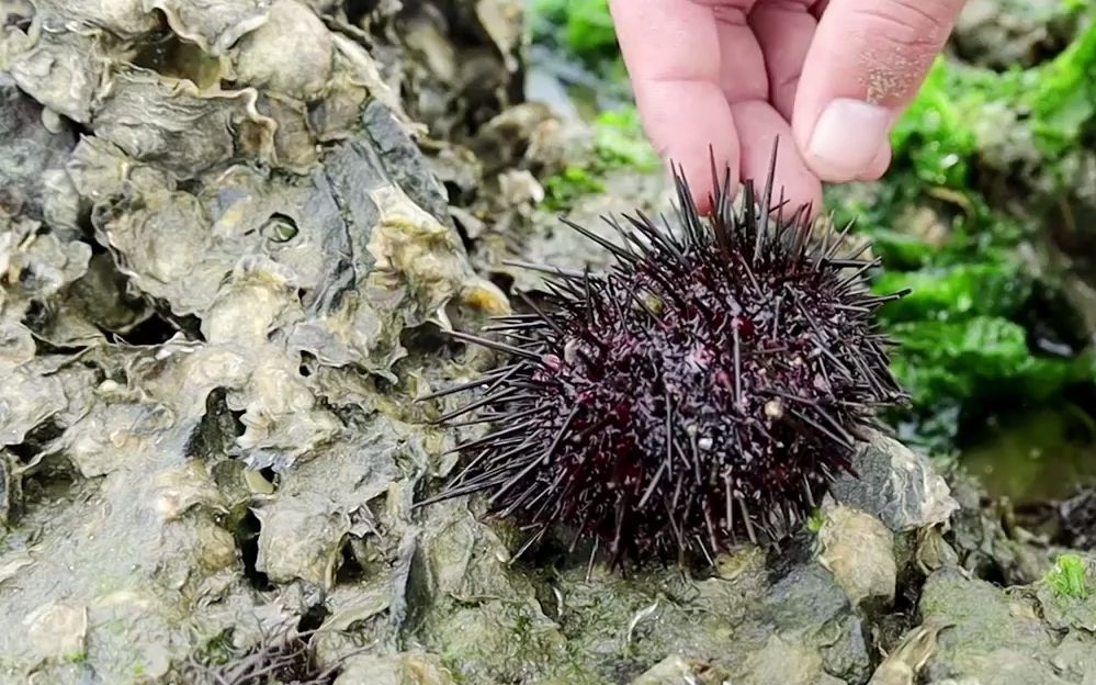 纹铭赶海:只因为一只海胆,却被众多异性围观,场面太搞笑了