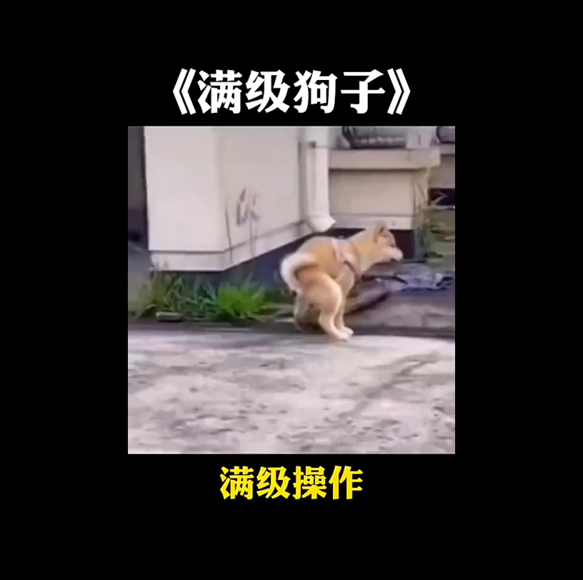 《狗改不了吃屎》哔哩哔哩bilibili