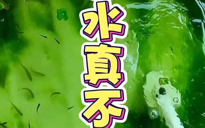 【养鱼】绿藻不等于脏水!哔哩哔哩bilibili