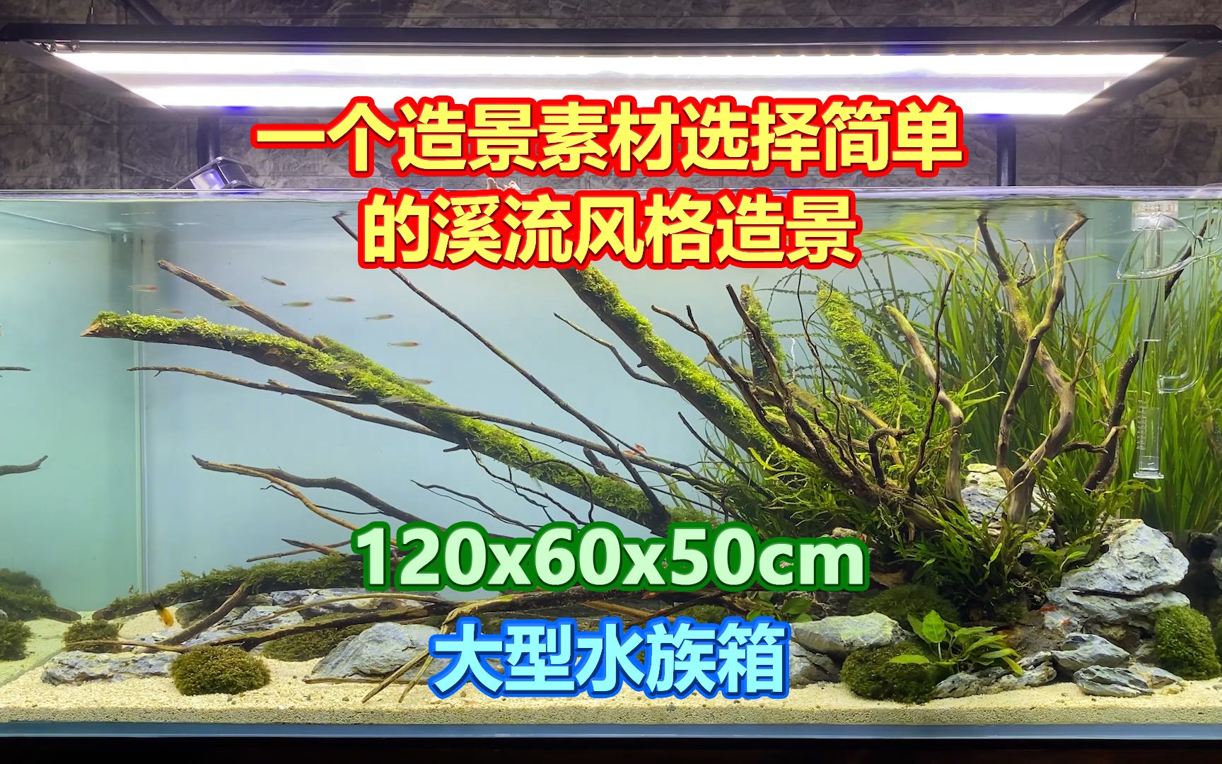 一个硬景选材非常简单的 溪流风格水族造景 120x60x50cm哔哩哔哩bilibili