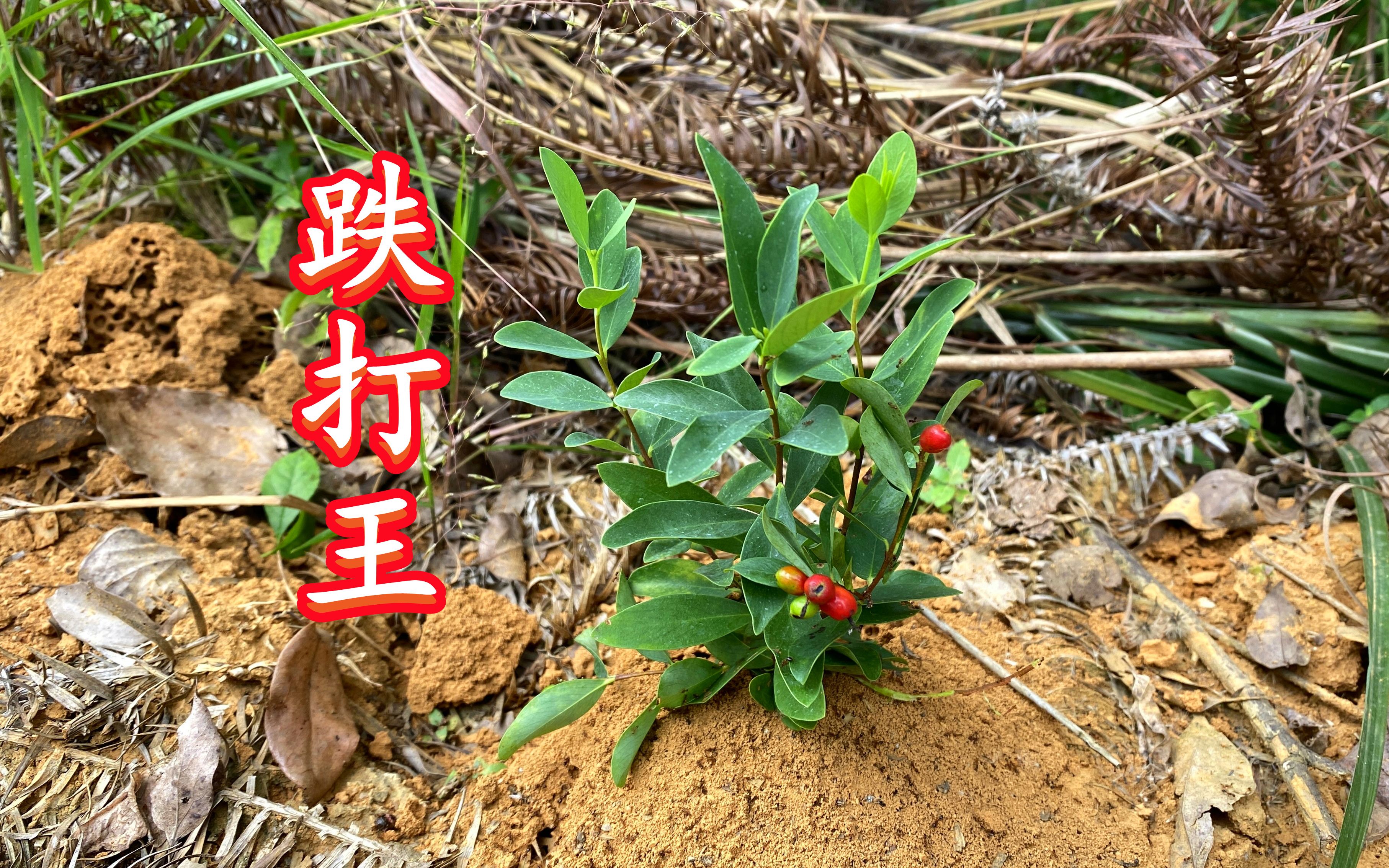 农村大名鼎鼎的"跌打王",很多人都还不认识,拍给大家看看