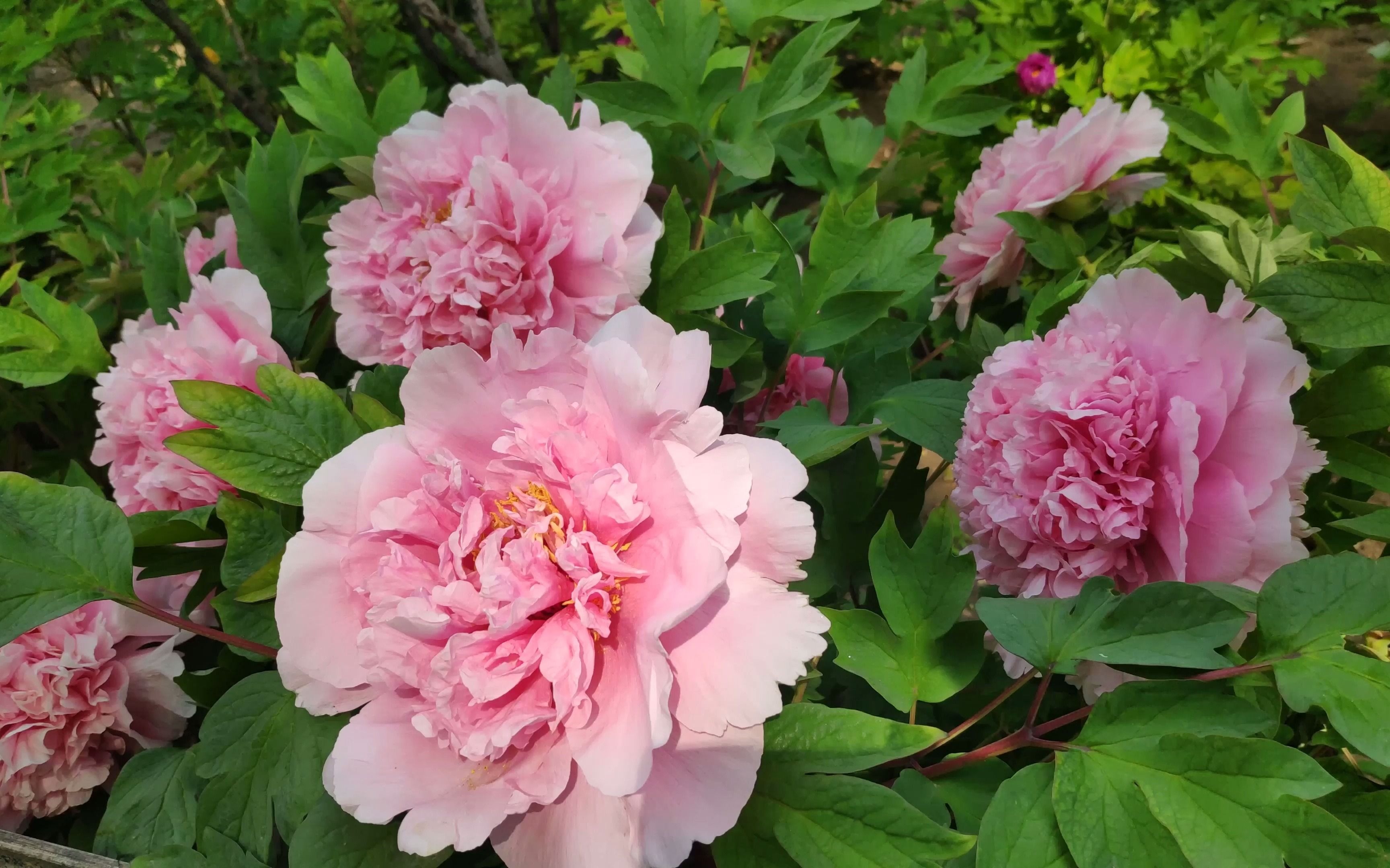粉色牡丹,重瓣起楼子.葳蕤花开,白玉管六翠瓣.庚子谷雨前一日.
