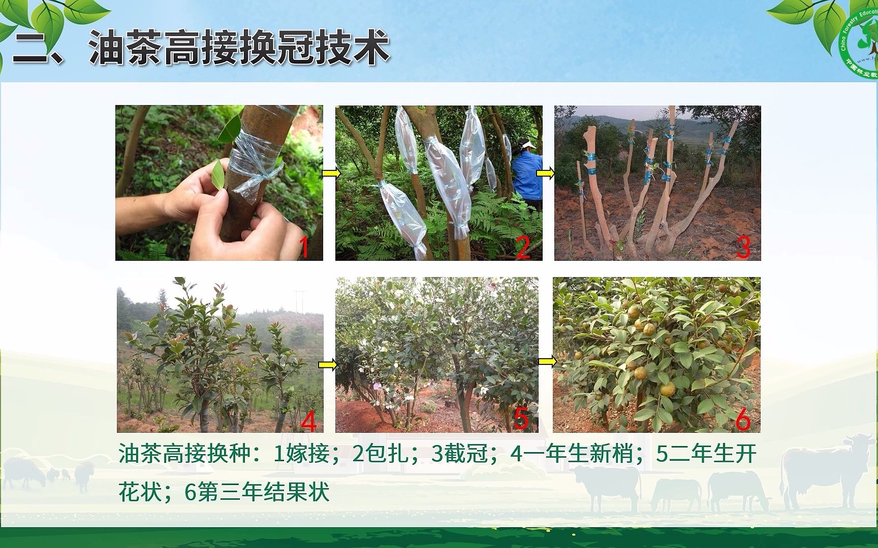 油茶低产林高接换冠技术_生产指导_国家林业和草原局政府网