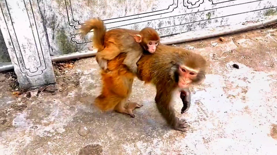 三条腿的母猴太不容易,小猴子的态度让人气愤