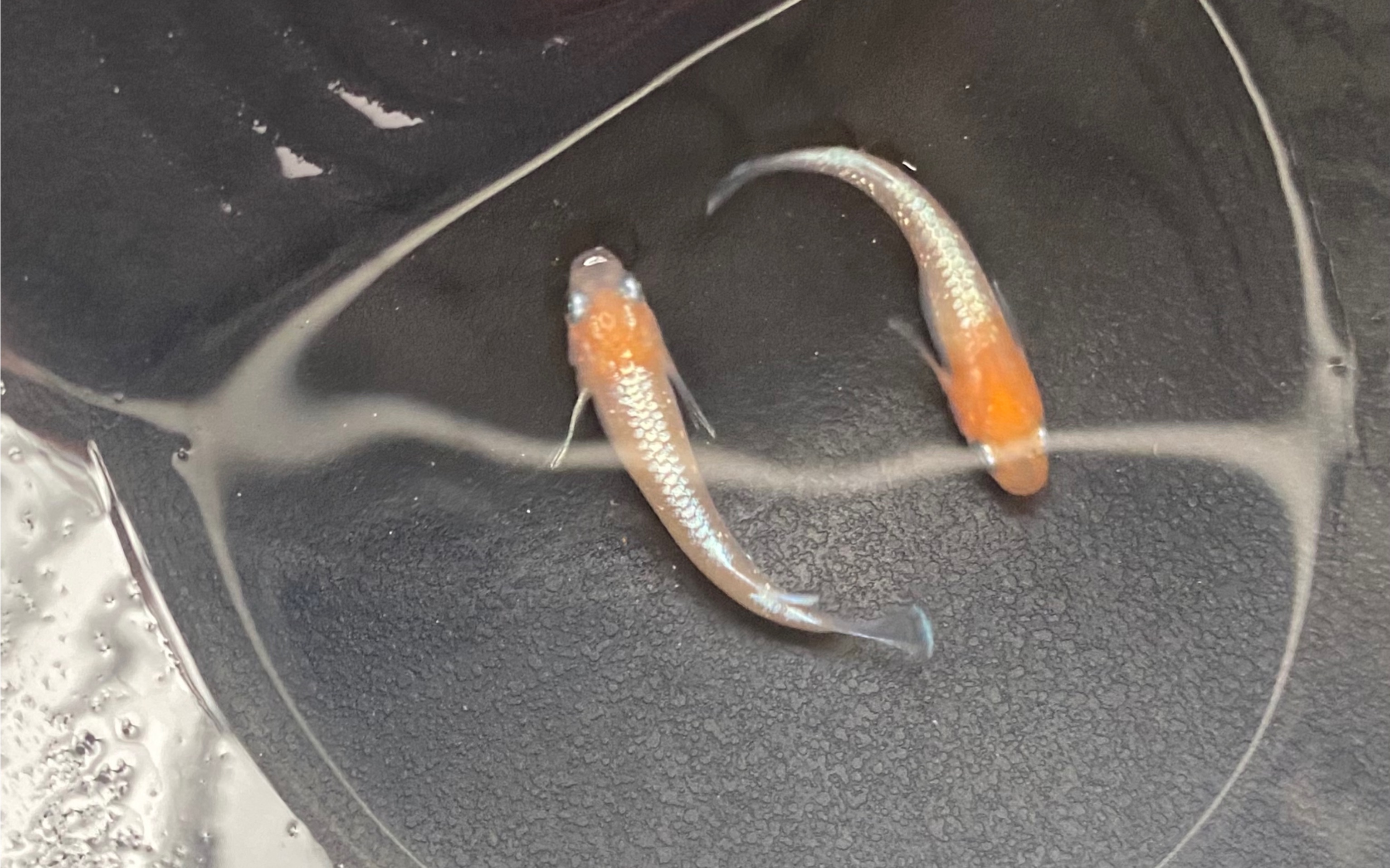 观背青鳉-鳞光红白