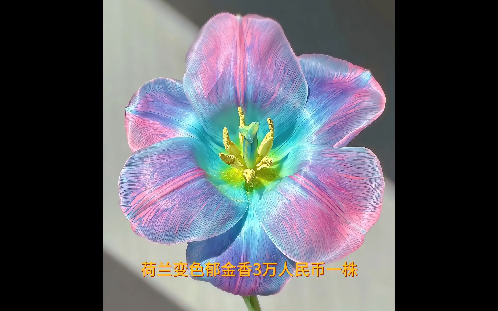 酒桌奇闻:世界上最贵的花