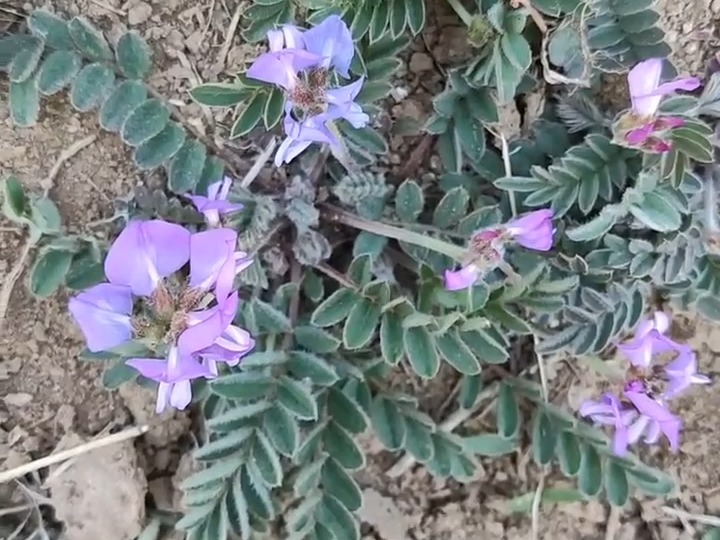 616 甜地丁:豆科植物米口袋,少花米口袋,狭叶米口袋,蓝花米口袋的带根