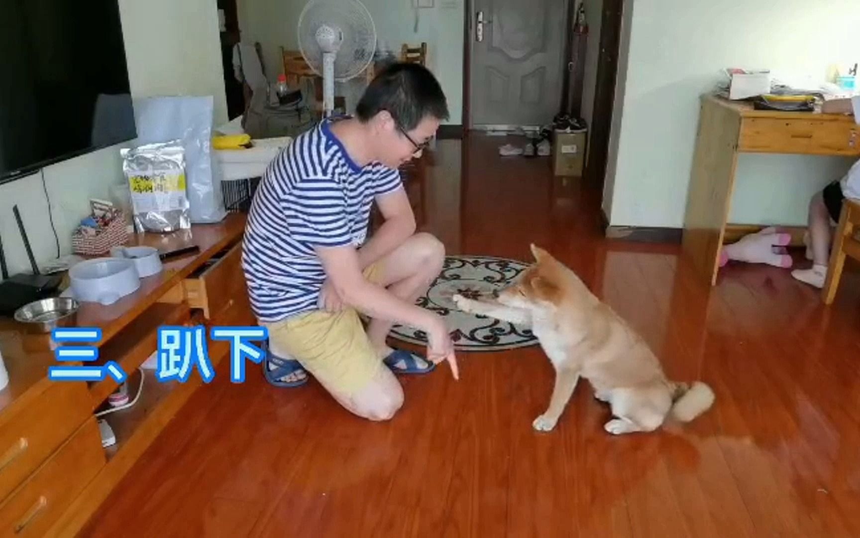 柴犬的训练方法视频 最全的柴犬训练教程哔哩哔哩bilibili