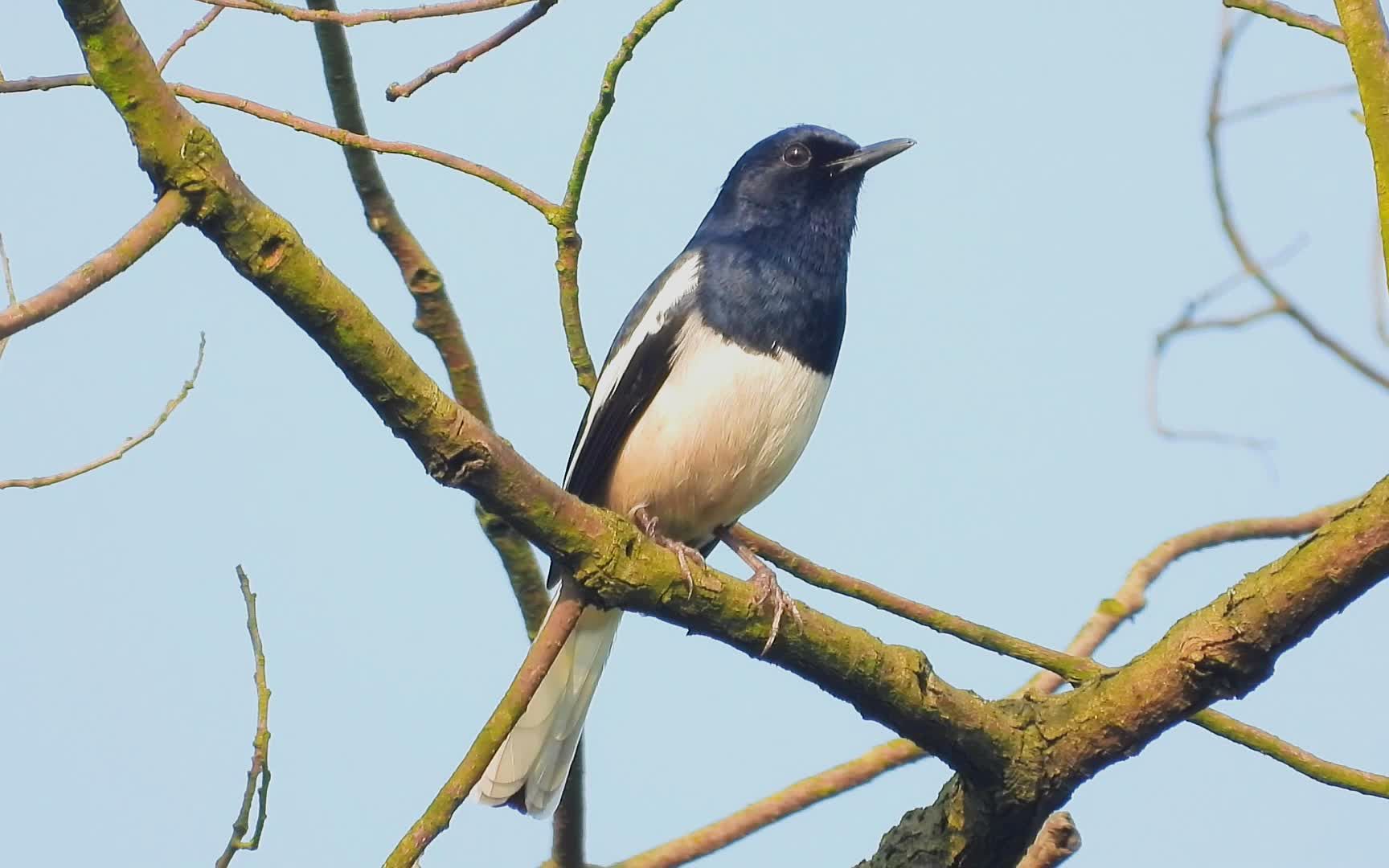 好听的鹊鸲叫声,鹊鸲学儿紧睡叫声