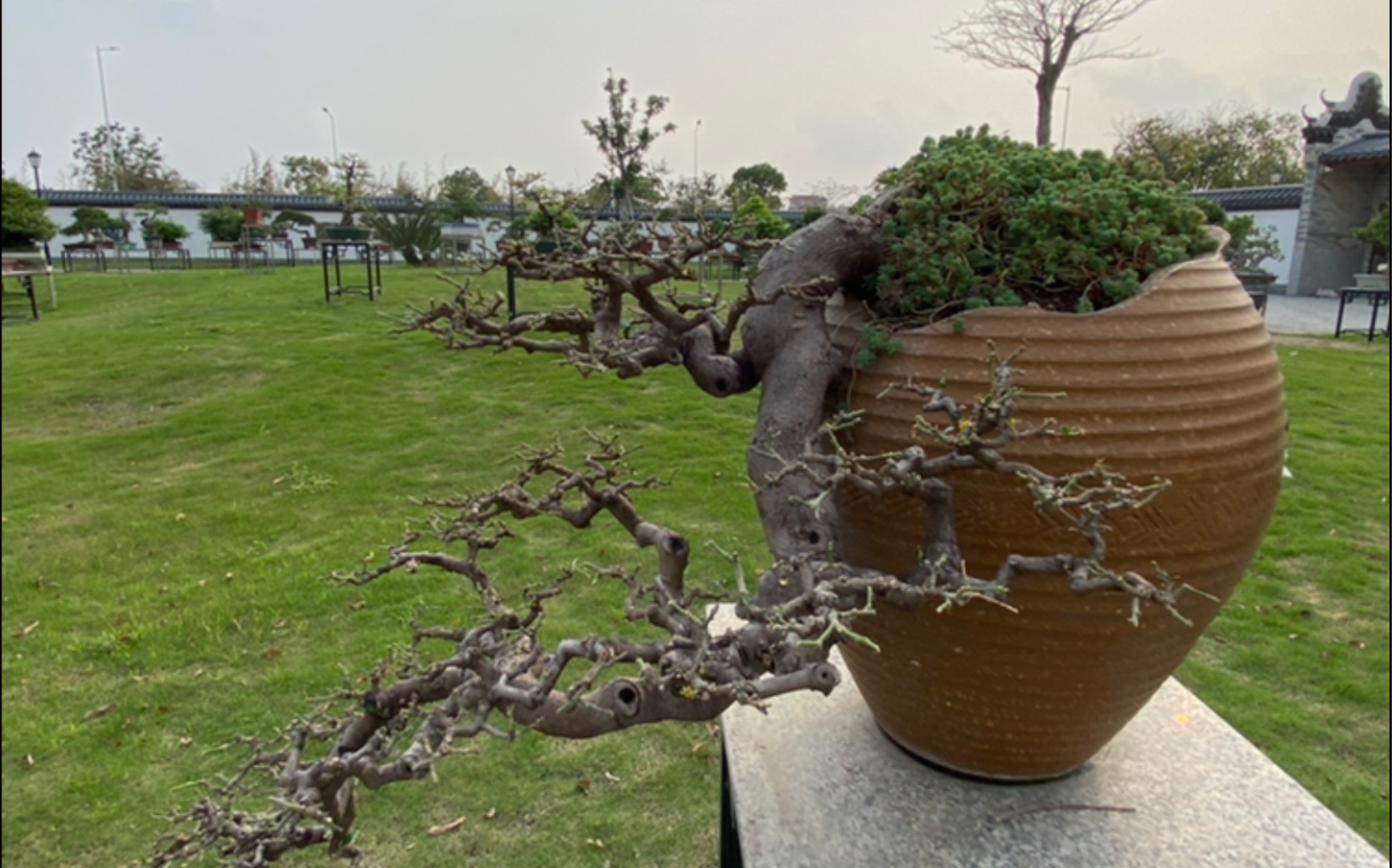 春日游(乐从)岭南盆景博物园,沙良河畔,微风徐徐,鸟鸣声声,顺德龙舟队