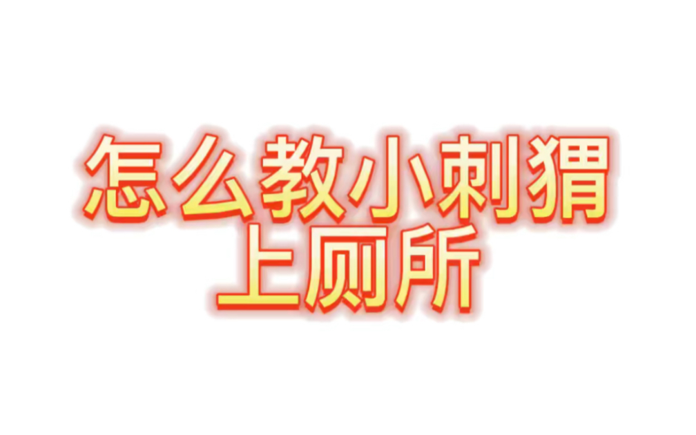 怎么教小刺猬上厕所!干货来了!给点耐心大家也能养出一只爱干净的小刺猬哔哩哔哩bilibili