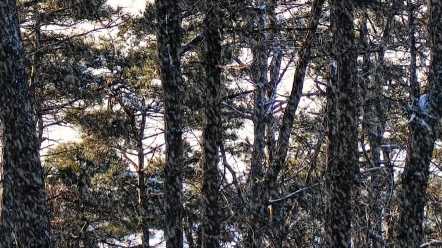 登上嵩山顶峰,置身于松树林中.傍晚的余晖,映照着雪地的洁白.落雪纷纷扬扬,像无数的梦想在飞翔.这片宁静的世界,让我的心灵得到滋养.哔哩哔...