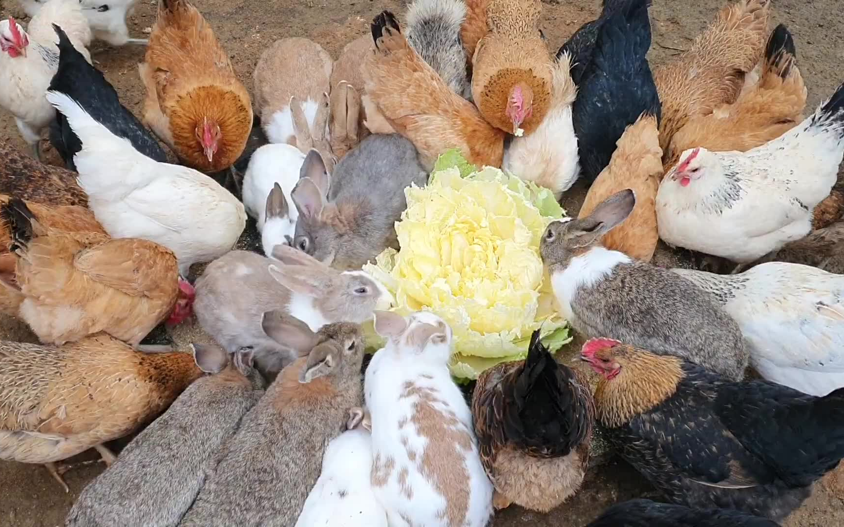 公鸡和母鸡和小兔子们在一起享受盛宴