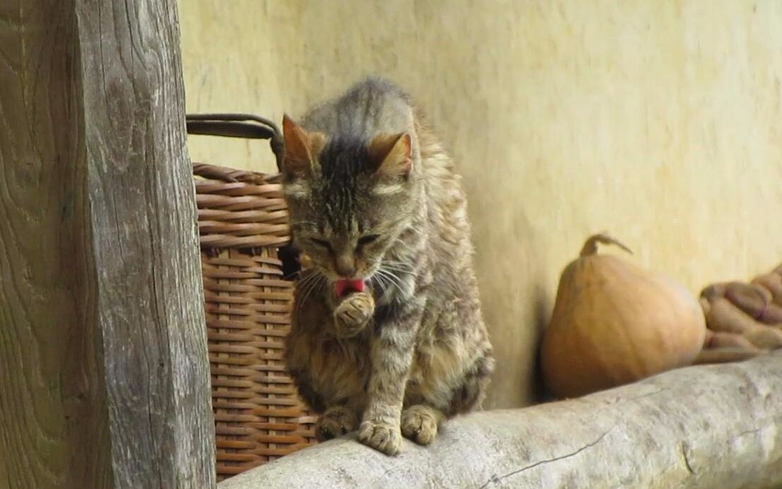 找猫,送猫粮,视频数据丢失哔哩哔哩bilibili