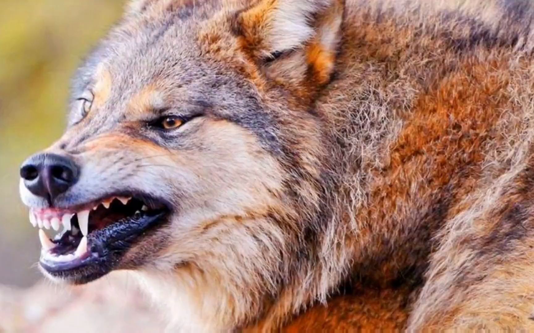 野狼频繁袭击家畜,愤怒的游牧民族拿起猎枪开始击杀狼 