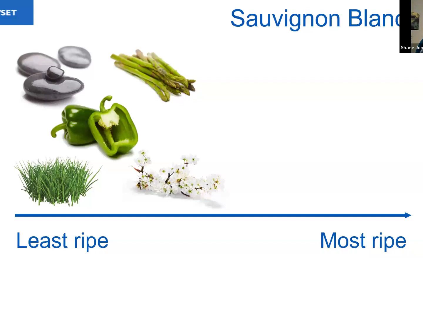 [图]WSET Bitesize - What is Sauvignon Blanc