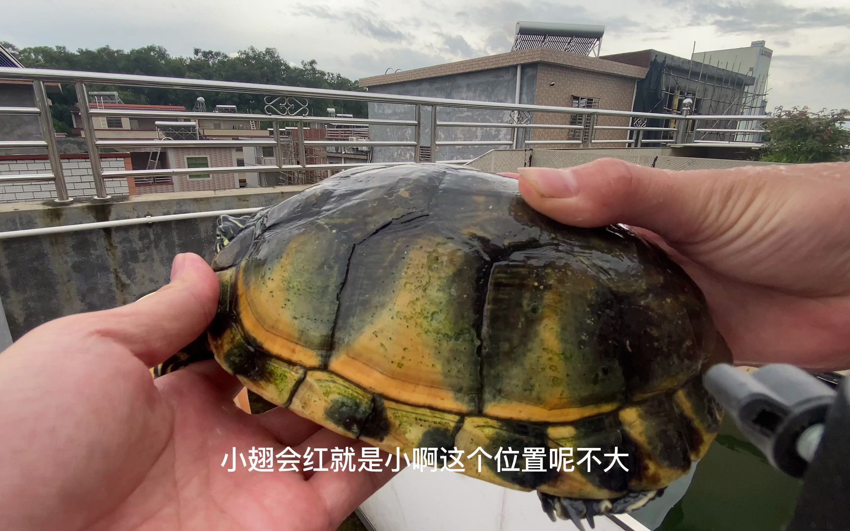 火焰龟越养大越好看(发色解读)_哔哩哔哩_bilibili
