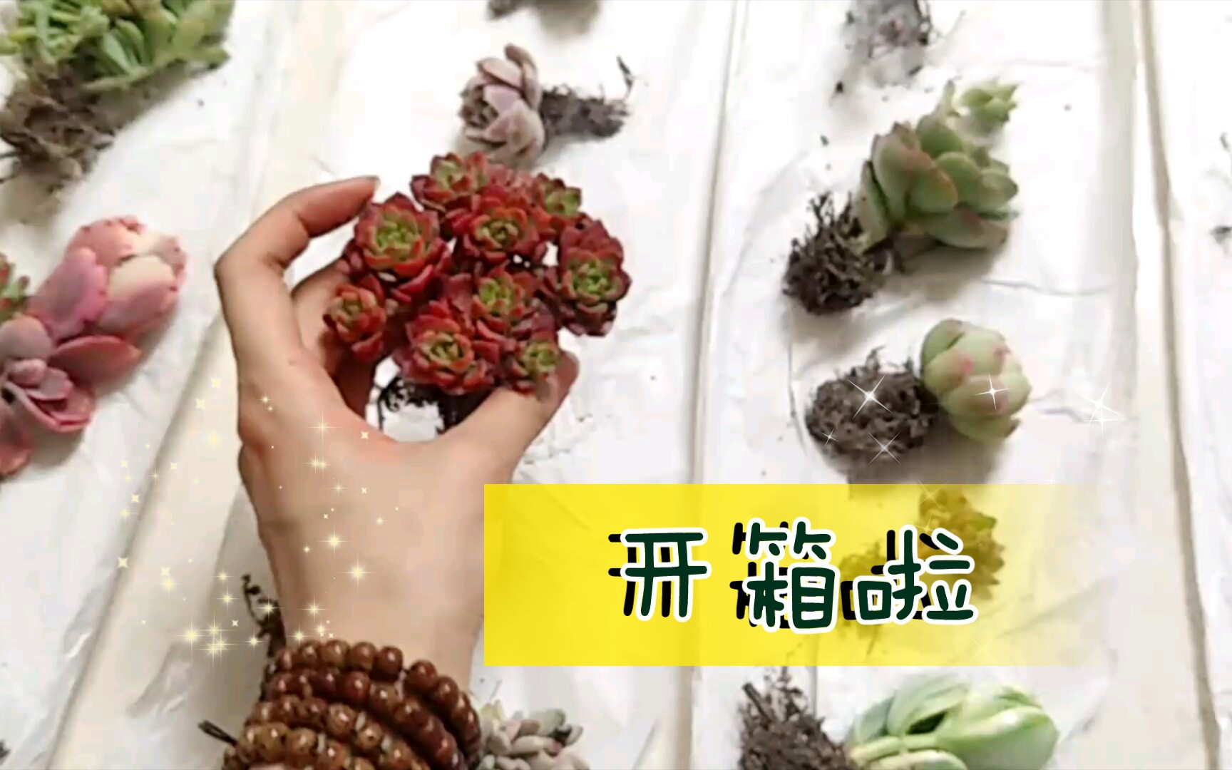 [图]陌上花多肉开箱