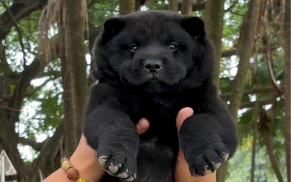 中华田园犬之五黑犬,年度最佳品相,俱乐部评选中国十大五黑之一,长大