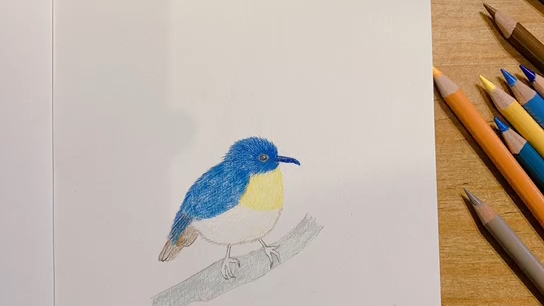 彩铅 知更鸟 长春 画意美术零基础学员