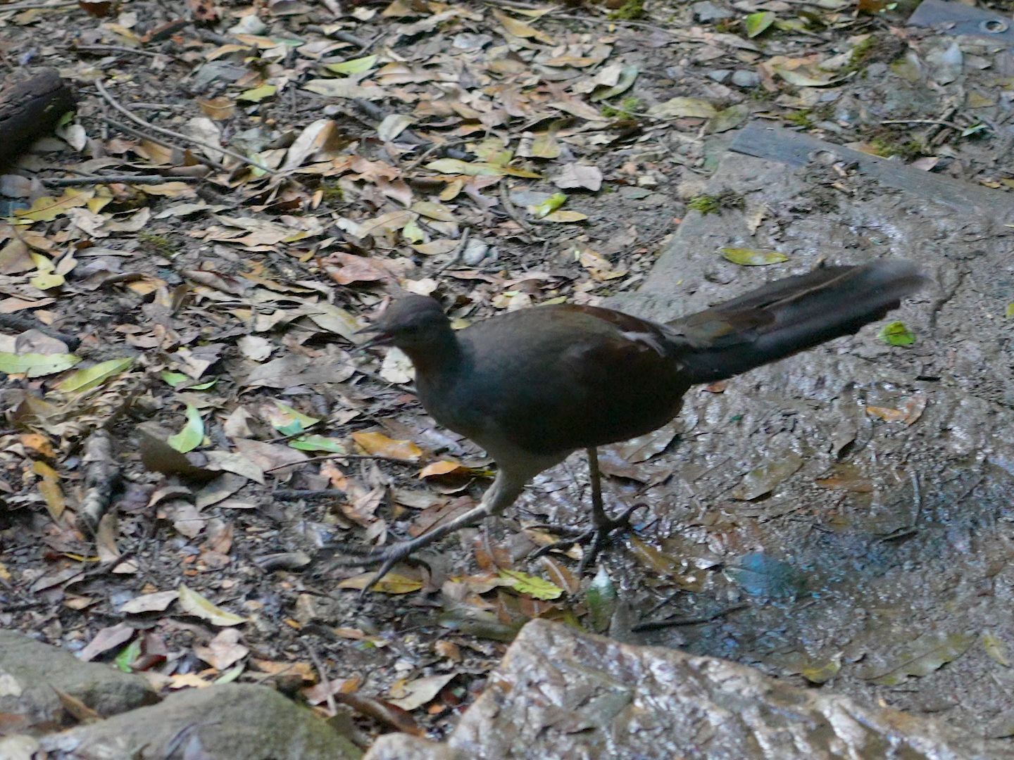 lyrebird 野生琴鸟独特的鸣叫声