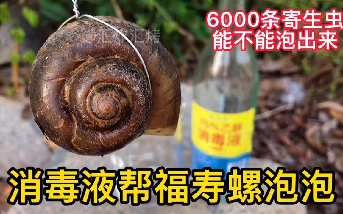 听说福寿螺体内寄生虫高达6000-8000条今天用消毒液来帮它洗洗