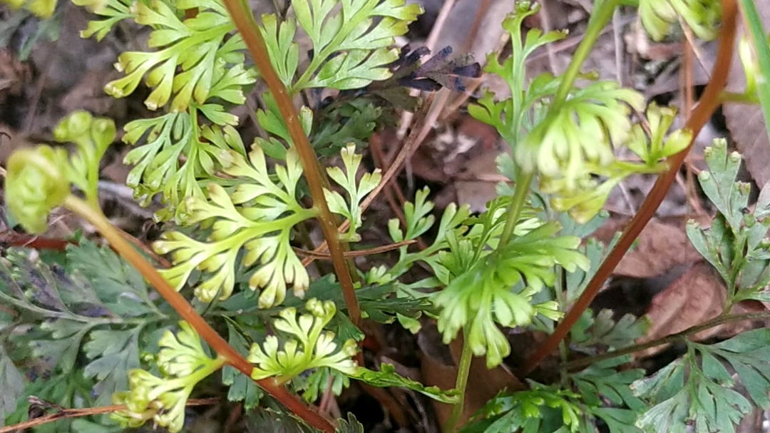 老李拍的碎骨补草